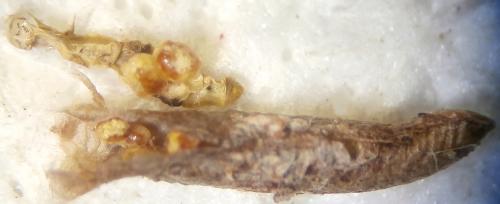 Réf. 242 776 : Pyemotes tritici